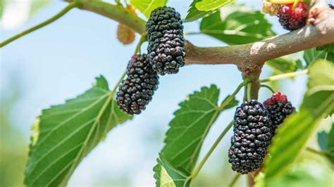 Mulberries 101 Nutrition Facts And Health Benefits