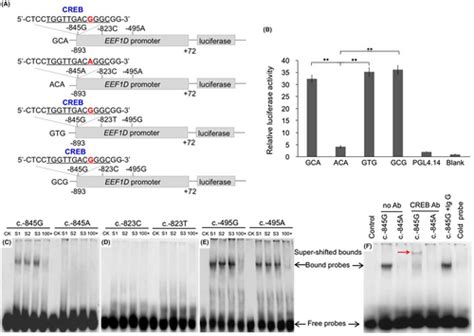 Eef D Facilitates Milk Lipid Synthesis By Regulation Of Pi Kakt