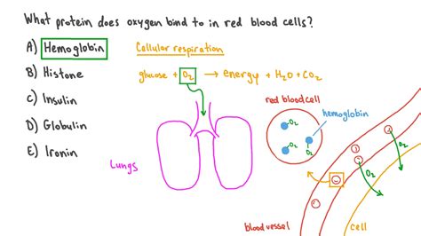 Question Video Identifying The Role Of Hemoglobin Nagwa