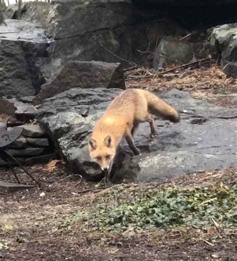 Chasing squirrels in the backyard. : r/foxes