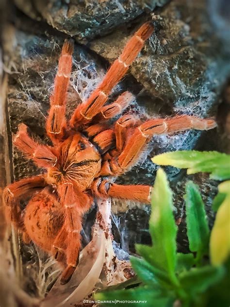 My Pterinochilus Murinus Orange Baboon Tarantula Tango Scorpion