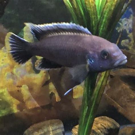 What Kind Of Water Do African Cichlids Like Diy Seattle