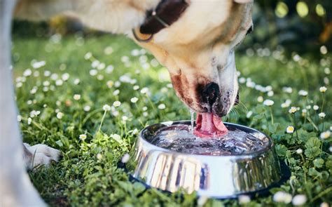 Top Tips For Keeping Your Pet Hydrated Furr Boost