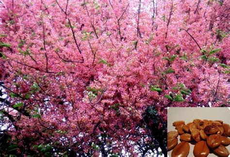 Cassia Grandis Pink Shower Tree Ouriques Farm