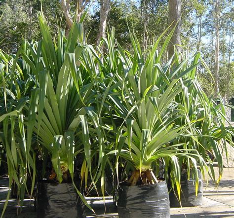 Pandanus Care — Eplants Trade Nurseries