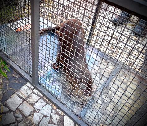 A O Conjunta Resgata Lontra Encontrada No Centro De Campo Limpo