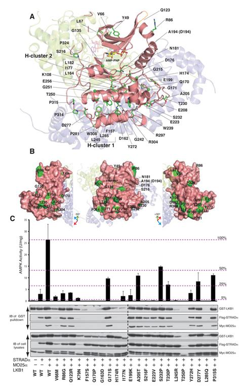 Structure Of The LKB1 STRAD MO25 Complex Reveals An Allosteric