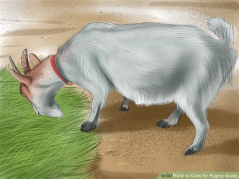 How to Care for Pygmy Goats (with Pictures) - wikiHow