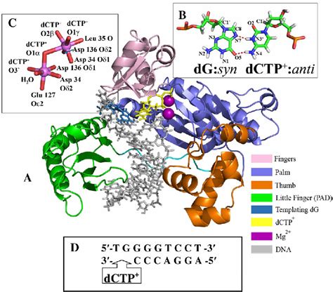 Figure 1 From Accommodation Of An N Deoxyguanosin 8 Yl 2