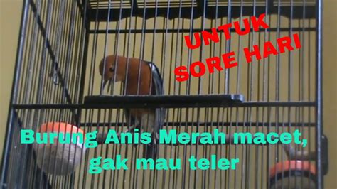 Pancingan Sore Hari Untuk Burung Anis Merah Macet Gak Mau Teler YouTube