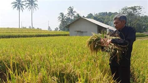 DTPH Jabar Kembangkan Budidaya Padi Salibu Untuk Meningkatkan