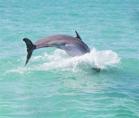 Charter Info Key West Wild Dolphin Encounters Wild About Dolphins