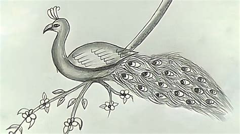 How To Draw A Peacock Very Easy For Beginner मोर का चित्र बनाना सीखें