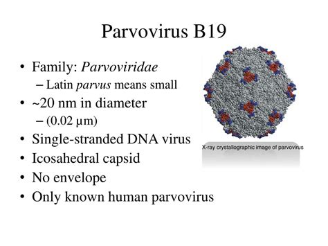 PPT - Parvovirus B 19 PowerPoint Presentation, free download - ID:1370298