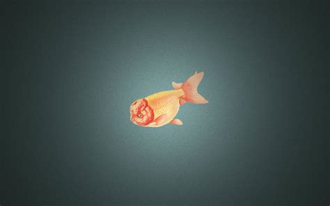 Gold Fish Wallpaper (67+ images)