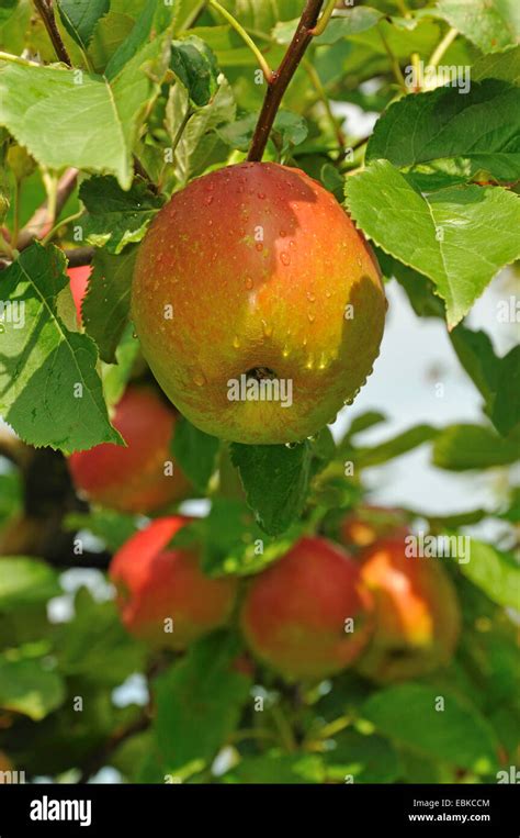 Apple Tree Malus Domestica Elstar Malus Domestica Elstar Cultivar