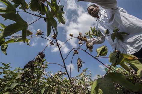 Egypt Seeks To Weave Cotton Renaissance