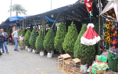 Expo Pinos ¡llegó Navidad Al Mercado La Isla El Sol De Córdoba