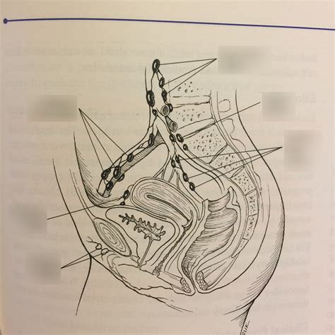 Diagrams Female Reproductive 4 Diagram Quizlet