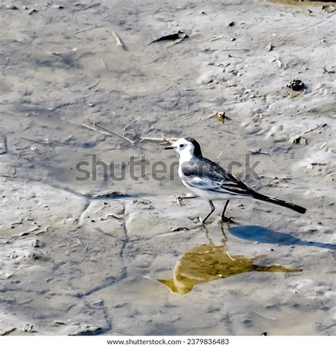 Birds Marvels Flight Color Grace Our Stock Photo Shutterstock