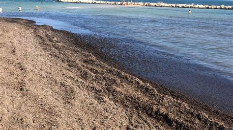 Cumuli Di Posidonia Sulla Spiaggia Di Pane E Pomodoro Da Giorni