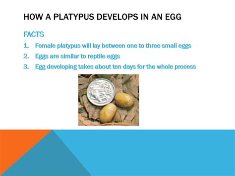 PPT - PLATYPUS PowerPoint Presentation, free download - ID:2153619