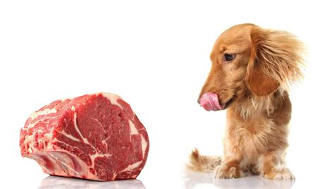 how to cook beef for dogs