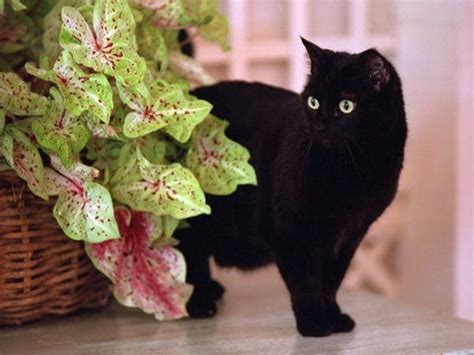 The Bidens' New Cat: Photos Show White House Cats Through History