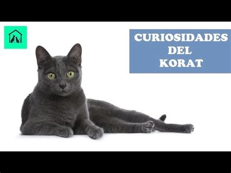 Descubre La Belleza Del Gato Korat Historia Caracter Sticas Y Cuidados