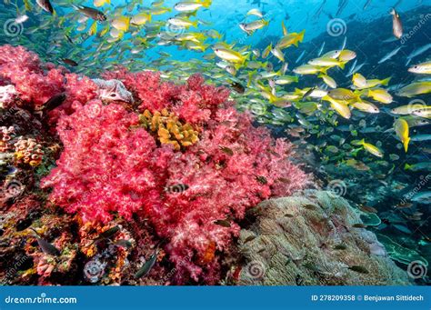 Arrecife De Coral Suave Rojo Y Escuela De Pescado En Richelieu Rock