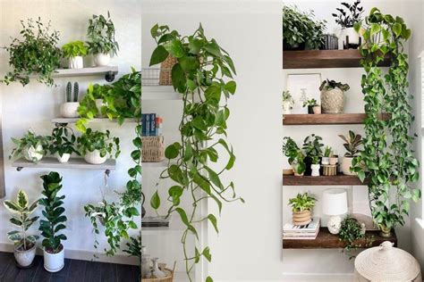 Pothos Wall Decor Ideas To Elevate Your Space