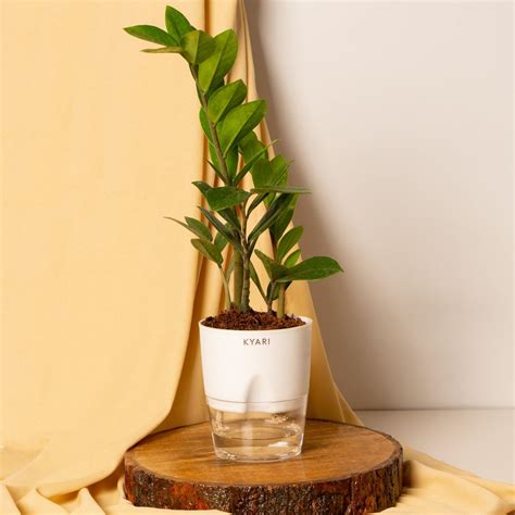 Office Plants - Buy Office Desk Plants Online in India | Kyari – Kyari.co