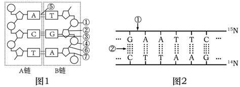 下图1为dna分子部分结构示意图，图2表示dna结构片段。请回答下列问题：1图1中（填写数字符号，如①②等等）可组成一个脱氧