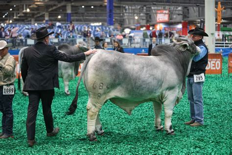 Brahman Champions - Heritage Cattle Company - Brahman Cattle - Texas