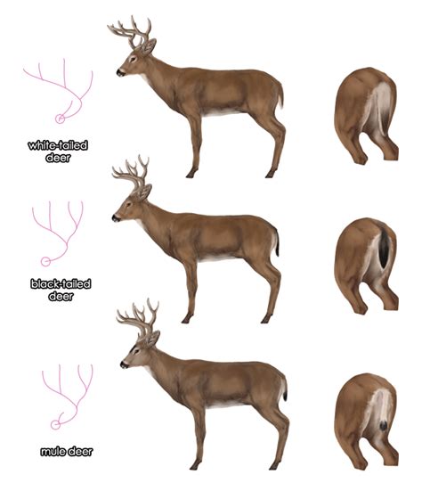 How To Draw Deer Species And Anatomy