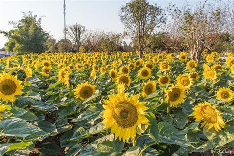 广州百万葵园一日游（附：百万葵园门票、景点、美食、交通攻略）