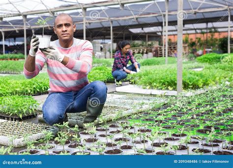 Horticultura Hisp Nica Que Verifica As Mudas De Tomate Cultivadas Em