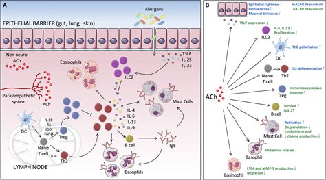 Frontiers Cholinergic Modulation Of Type 2 Immune Responses