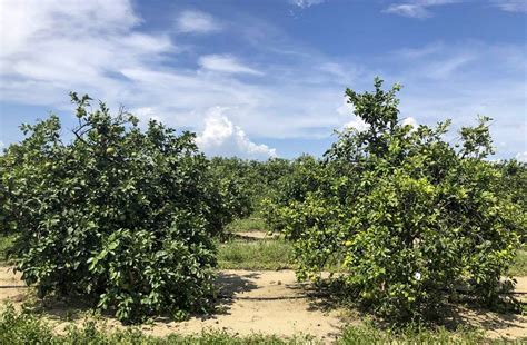 Potential Answer To Citrus Greening Disease