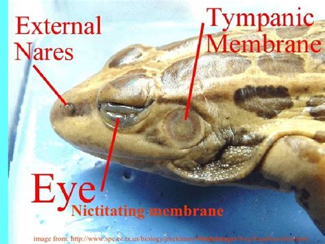 Frog anatomy