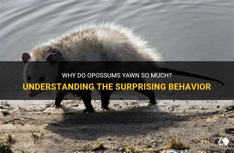 Why Do Opossums Yawn So Much? Understanding The Surprising Behavior ...