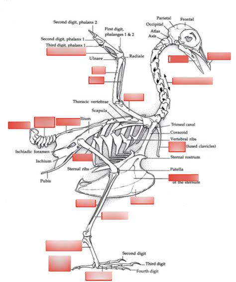 Eccb Lab Exam Skeleton Diagram Quizlet