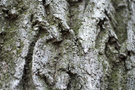 Images Gratuites Arbre La Nature Branche Texture Feuille Fleur