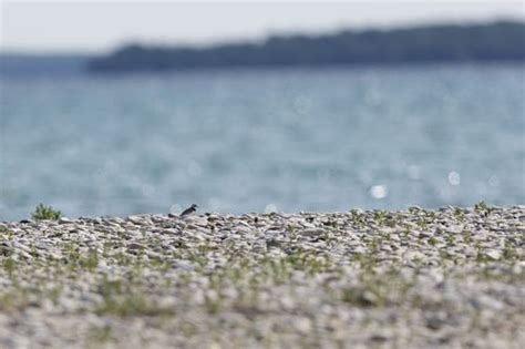 Endangered Piping Plovers Flourish Under Tribes Watch On Remote Lake