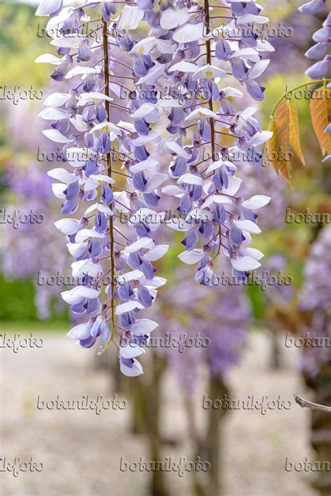 Bilder Wisteria Sinensis Texas Purple Bilder Von Pflanzen Und