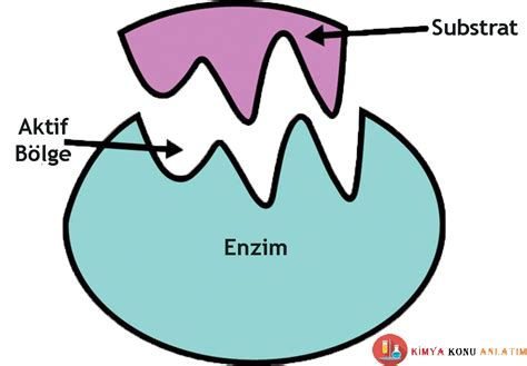 Apa itu Enzim dan Bagaimana Cara Kerjanya? Semua yang Perlu Anda ...