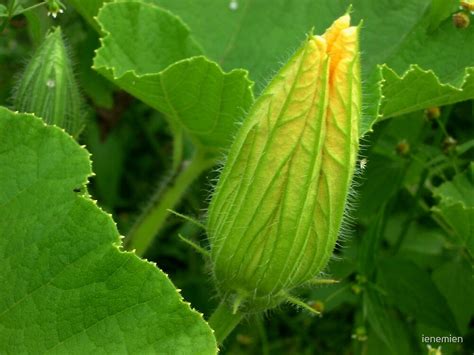 "Pumpkin Flower Bud" by ienemien | Redbubble