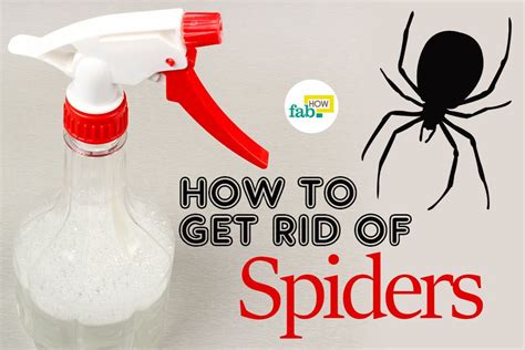 How To Get Rid Of Spiders Without Chemicals Fab How