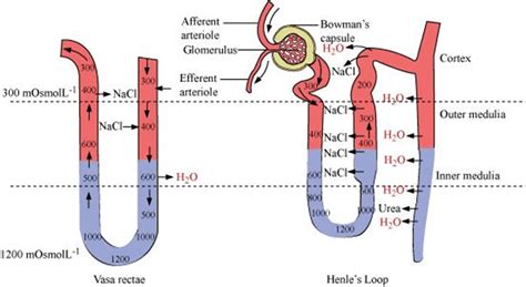 Biology Class 11 NCERT Solutions Chapter 19 Excretory Products And