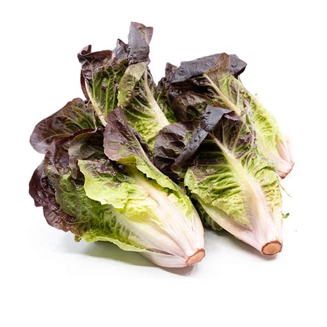 Lettuce Baby Red Romaine J Ambrogi Foods